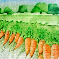 Carrots in a Field - png gratis