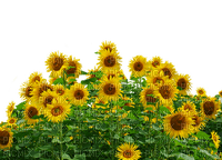 sunflowers bp - besplatni png