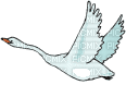 oiseau - Бесплатни анимирани ГИФ