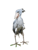kenkänokka, lintu, bird - PNG gratuit