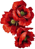 coquelicot.Cheyenne63 - Free PNG