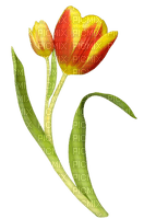 Kaz_Creations Deco Flowers Tulips Flower - zdarma png