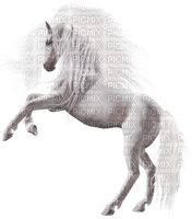cheval blanc - PNG gratuit