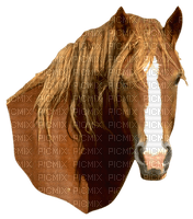 Kaz_Creations Animals Horses Horse - PNG gratuit