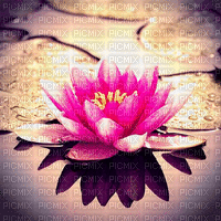 lotus milla1959 - Ilmainen animoitu GIF