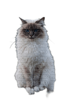 animalss cats nancysaey - PNG gratuit