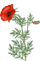 poppies - png gratuito