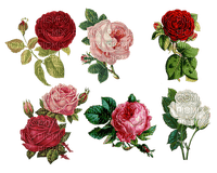 roses - png gratis