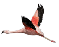 Птица - PNG gratuit