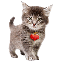 cat chat katze heart animal  gif anime animated animation tube - GIF เคลื่อนไหวฟรี