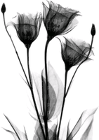 blomma-svart - PNG gratuit