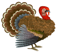 Kaz_Creations Thanksgiving - бесплатно png