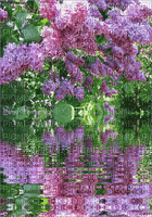 Background Lilac Water - Bezmaksas animēts GIF