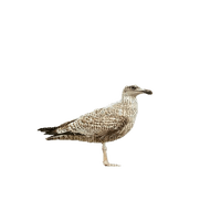 seagull - darmowe png