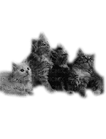 Kaz_Creations Cats Cat Kittens Kitten