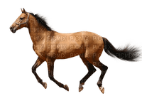 Zizi_Diamond Horse - Free PNG