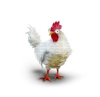 Una gallina blanca - 免费PNG