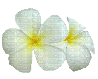Plumeria - GIF animé gratuit
