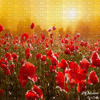 dolceluna poppy poppies field animated background - 無料のアニメーション GIF