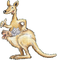 kangourou - GIF animado grátis