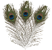 Peacock feathers - Δωρεάν κινούμενο GIF