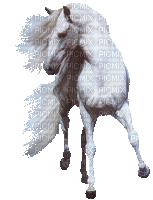 cavallo - Безплатен анимиран GIF