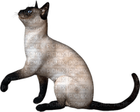 Tube Animaux Chat - zdarma png