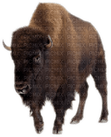 bison - png gratis