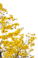 fleur, circle cadre, frame, yellow, Adam64 - kostenlos png