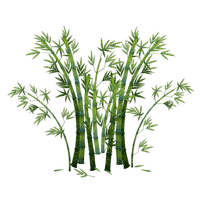 feuilles bambou - фрее пнг