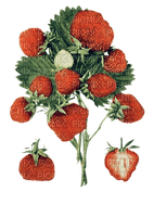 kikkapink vintage strawberry flowers red - gratis png