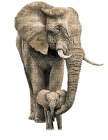 elephant - kostenlos png
