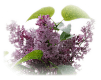 LILAS - Free PNG