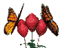butterfly laurachan - Besplatni animirani GIF
