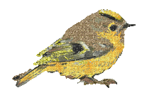 Bird - GIF animate gratis
