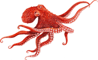 octopus poulpe - 免费PNG