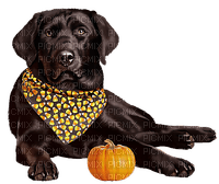 Dog Autumn - Labrador Retriever - gratis png