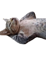 Cat, Katze, relaxen - 無料のアニメーション GIF