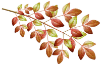 leaves, lehdet, sisustus, decor - PNG gratuit