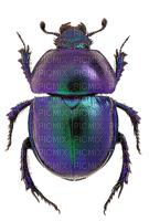purple beetle - ilmainen png
