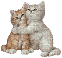 Chats / Cats - PNG gratuit