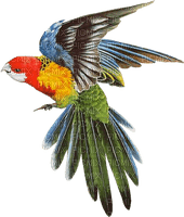 попугай - PNG gratuit