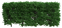 Wald - Ücretsiz animasyonlu GIF