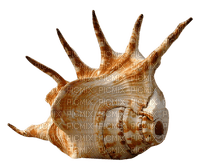Shells katrin - ingyenes png