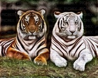 Tigre - darmowe png