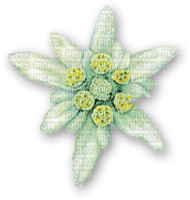 Edelweiss - 無料png