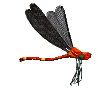 libellule - Darmowy animowany GIF