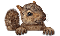 Salomelinda écureuil ! - PNG gratuit