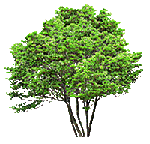treeGS - Darmowy animowany GIF