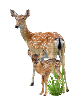 biche-faon-Bambi - GIF animé gratuit